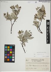 Foto von Salix lapponum L.